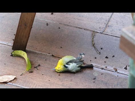 鳥死了怎麼處理